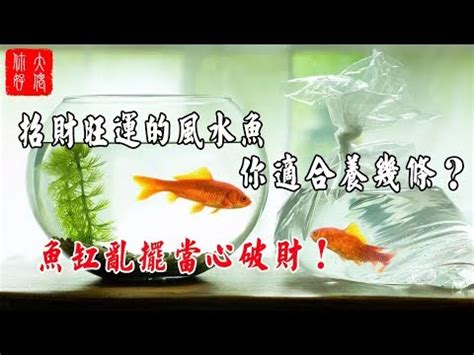 招財金魚|【招財風水魚】養招財風水魚秘笈！五行配對、顏色挑選、種類詳。